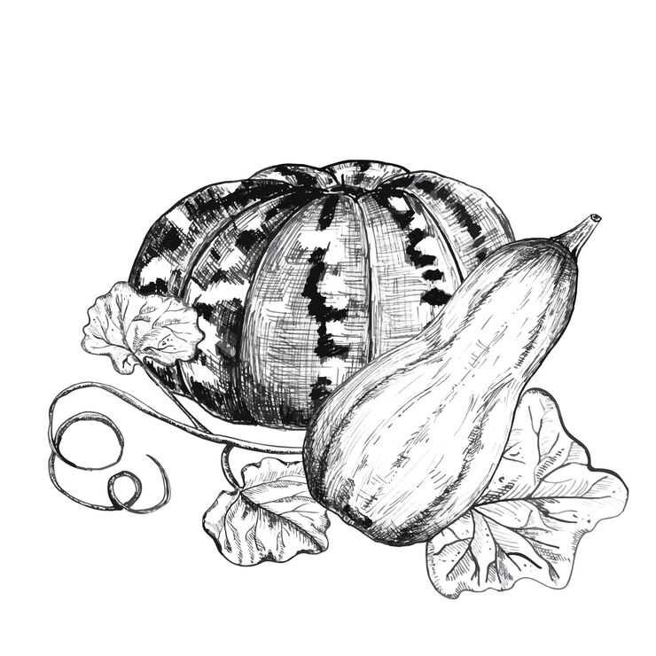 Vettore illustrazione a inchiostro disegnata a mano due grandi zucche con foglie per qualsiasi vettore di progettazione di stampa