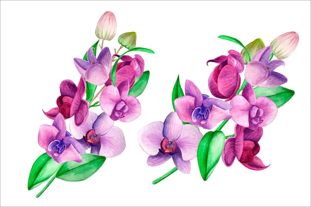 Illustrazione ad acquerello bouquet di fiori Orchidee viola