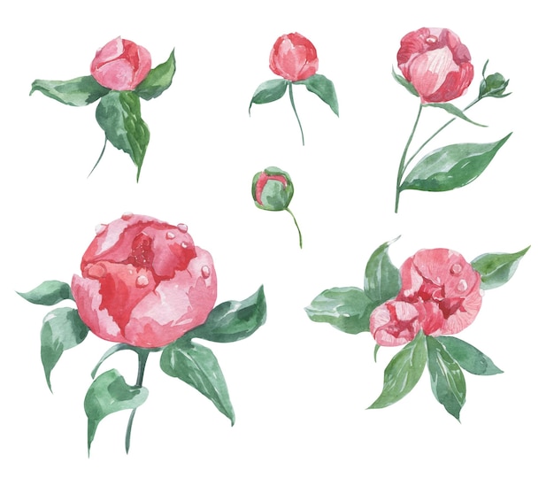 Illustrazione ad acquerello di fiori di peonie