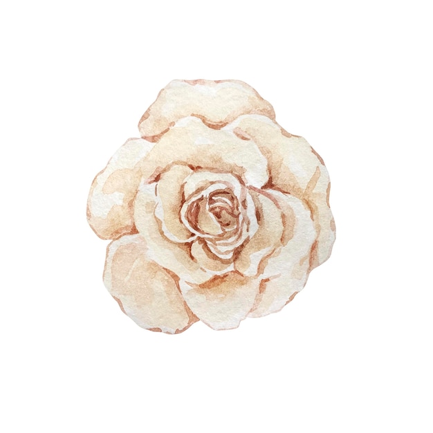 Illustrazione ad acquerello, fiore rosa beige chiaro su sfondo bianco