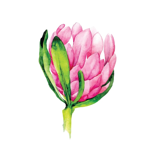 illustrazione ad acquerello. protea di fiori tropicali. fiore luminoso di colore rosa protea isolato