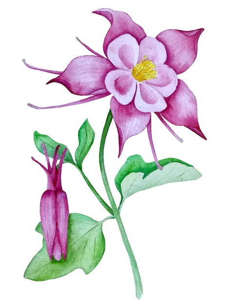Illustrazione ad acquerello vettoriale del fiore di Aquilegia