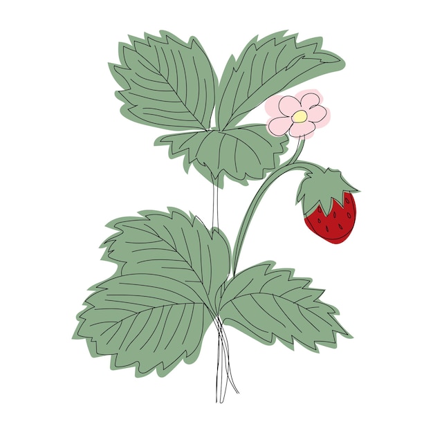 Illustrazione al tratto cespuglio di fragole con frutti di bosco e fioritura