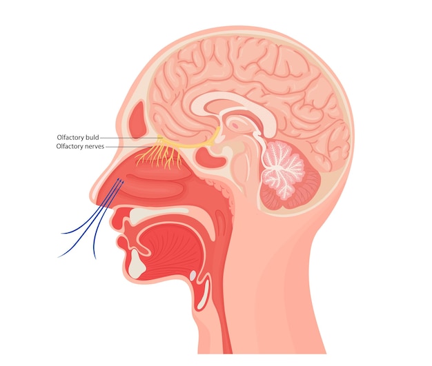 Illustrazione anatomica del nervo olfattivo Illustrazione medica del vettore piatto