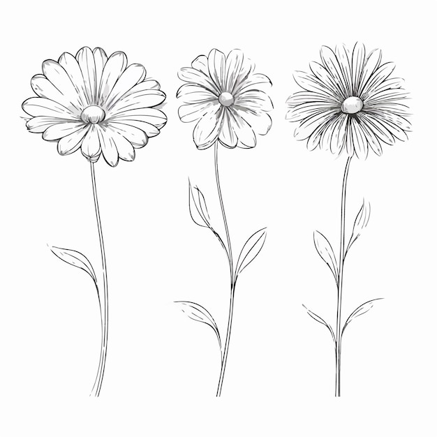 Illustrazione artistica della gerbera in stile contorno