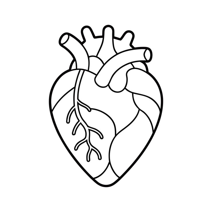 Illustrazione artistica vettoriale del contorno del cuore umano perfetta per progetti medici ed educativi