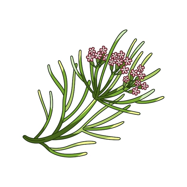 Illustrazione botanica colorata realistica di vettore della spezia del cumino