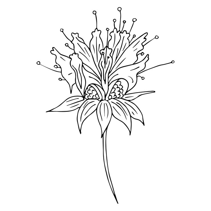 Vettore illustrazione botanica di vettore degli schizzi disegnati a mano del balsamo d'ape di monarda