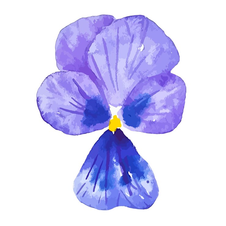 Vettore illustrazione botanica isolata del clipart del fiore della viola del pensiero viola scuro dell'acquerello