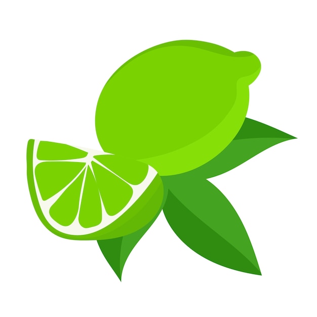Illustrazione botanica vettoriale di frutta lime con foglie verdi isolate su sfondo bianco