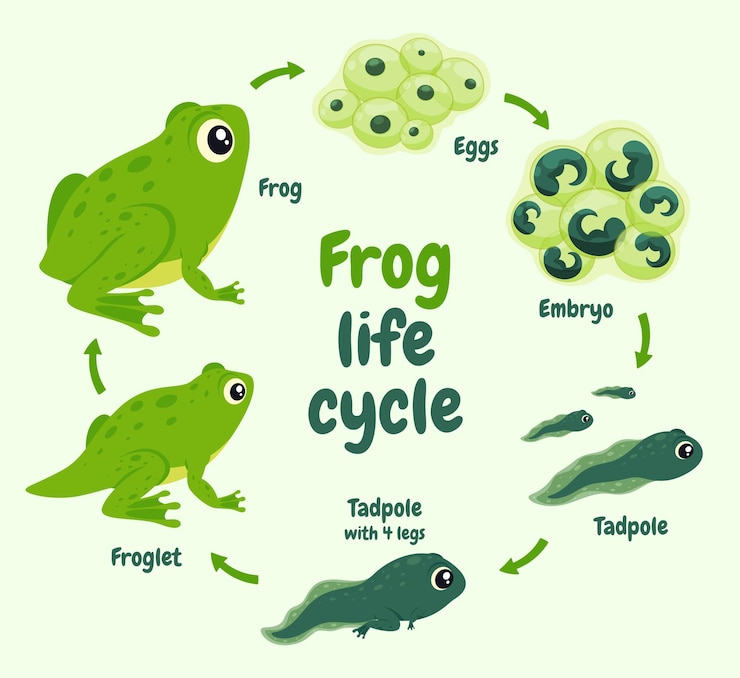Vettore illustrazione del ciclo di vita di una rana animale acquatico selvatico il suo modo di vivere illustrazione vettoriale