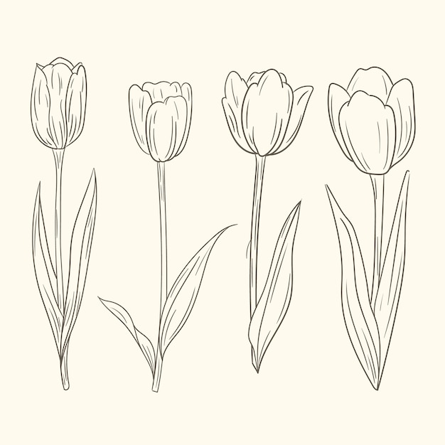 Illustrazione del contorno del tulipano disegnata a mano