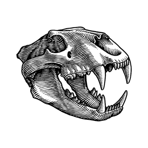 Illustrazione del cranio del leone