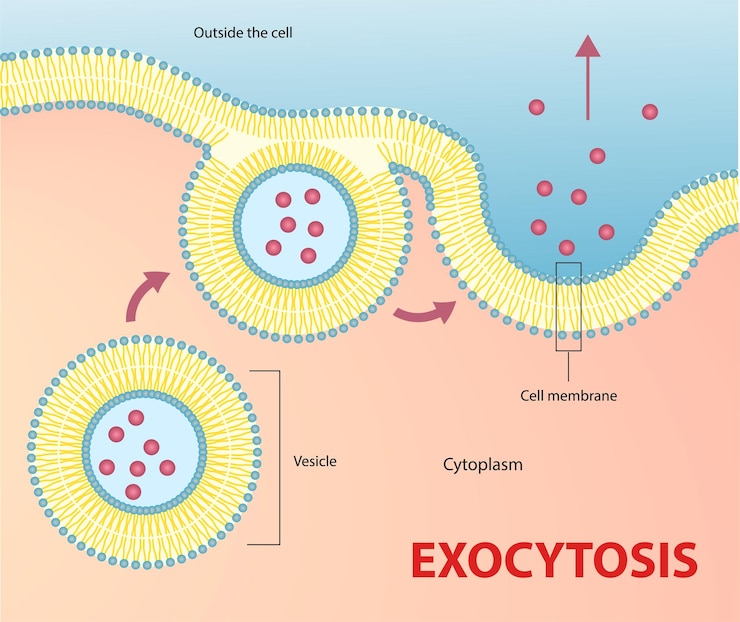 Vettore illustrazione del diagramma del processo di esocitosi