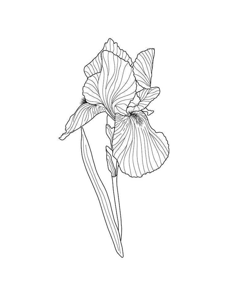 Vettore illustrazione del fiore dell'iride elemento floreale per la decorazione del matrimonio febbraio mese di nascita fiore