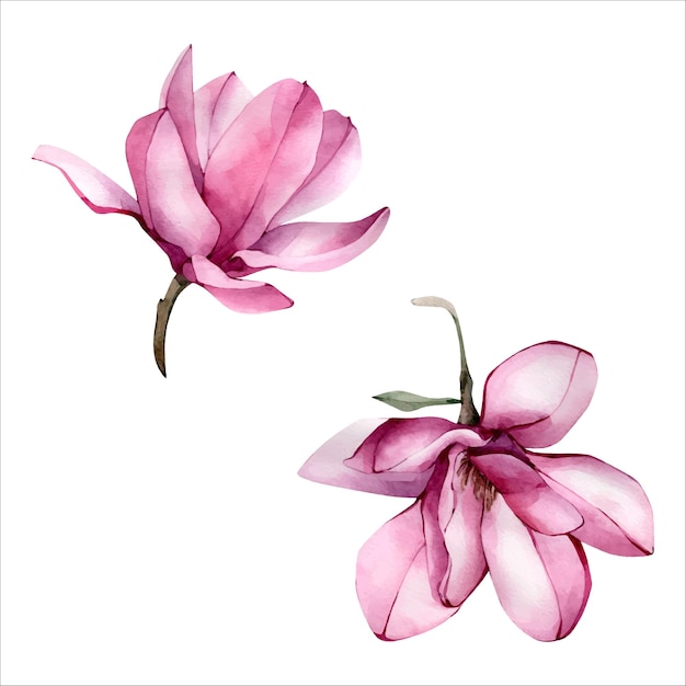 Illustrazione del fiore della magnolia dell'acquerello disegnata a mano rosa isolata su bianco floreale dell'acquerello