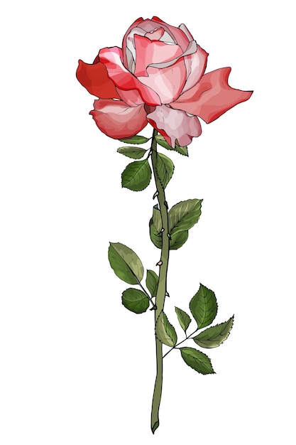 Illustrazione del fiore della rosa rossa