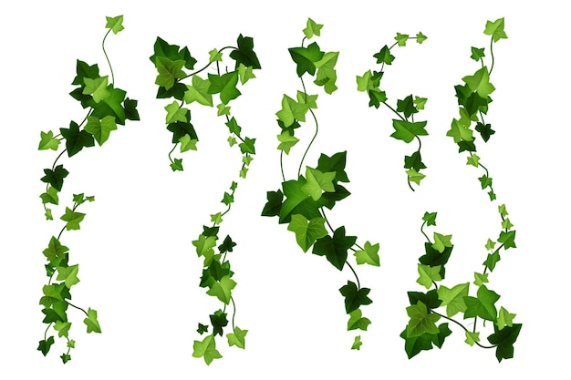Illustrazione del fumetto di vettore della pianta dell'edera foglie di vite verdi rampicanti rami isolati su white