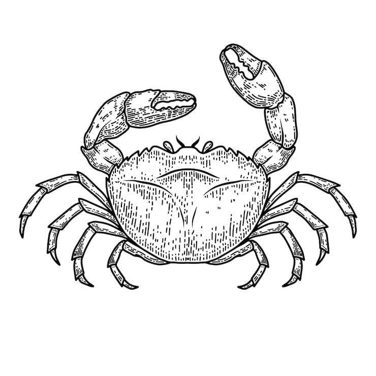Vettore illustrazione del granchio di mare in stile incisione elemento di design per logo etichetta segno emblema poster illustrazione vettoriale
