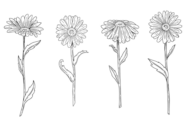 Illustrazione del profilo della margherita disegnata a mano