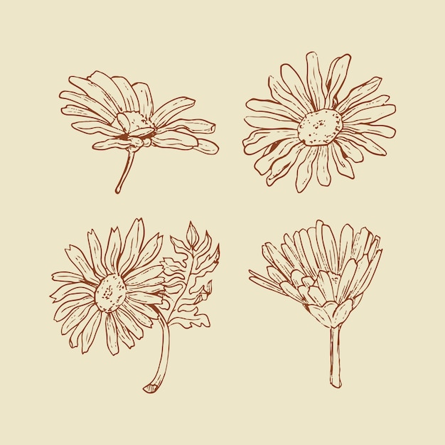 Illustrazione del profilo della margherita disegnata a mano