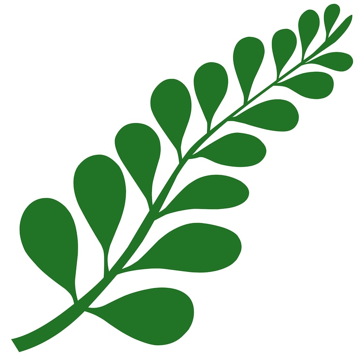 Vettore illustrazione del ramo di foglia verde