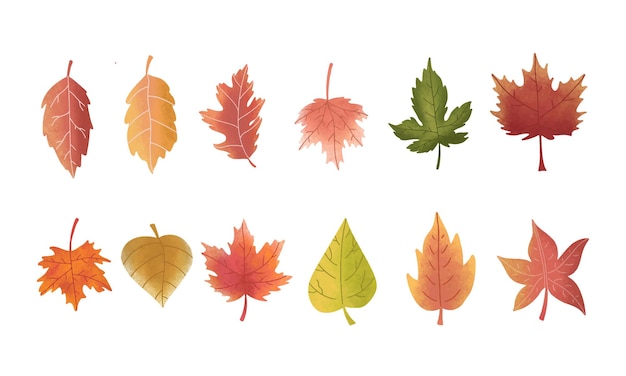 Illustrazione del set di set di foglie vettoriali per risorse ecologiche