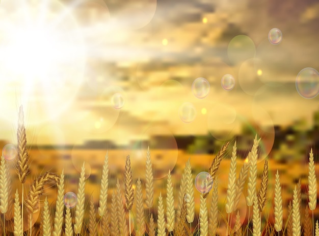 illustrazione del sorgere del sole nei campi di grano