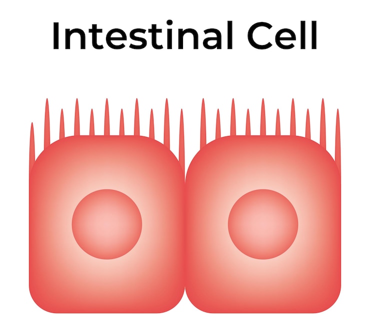 Vettore illustrazione del vettore cellulare intestinale