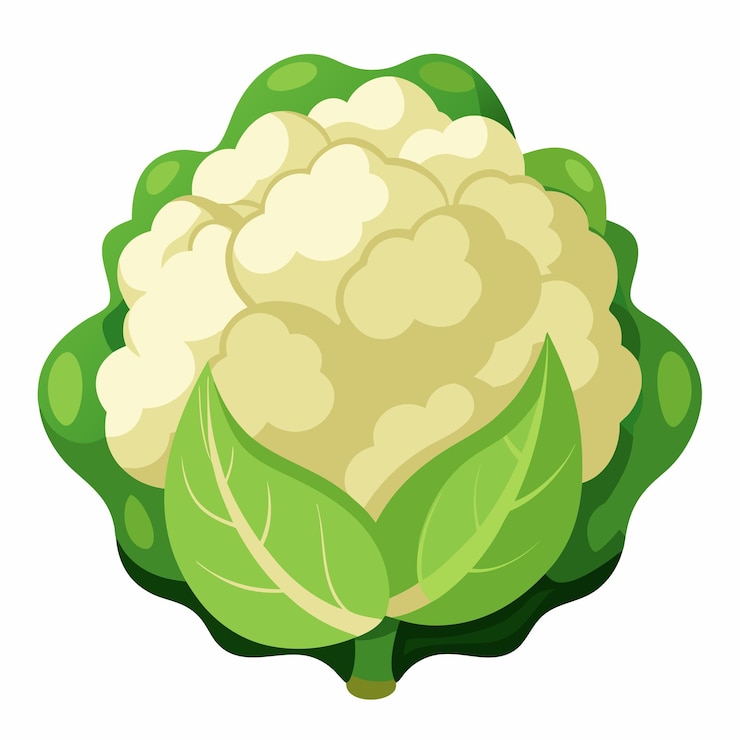 Vettore illustrazione del vettore delle verdure di cavolfiore