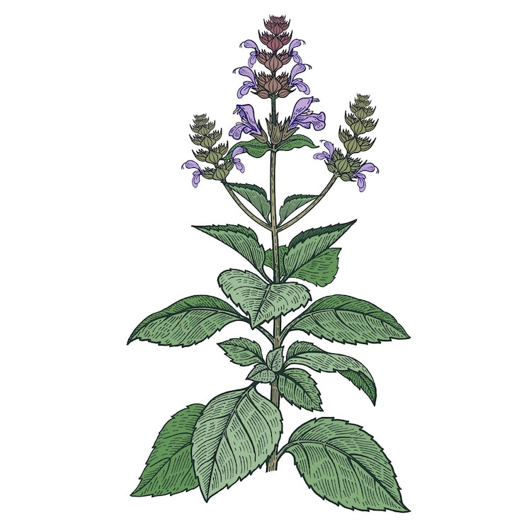 Vettore illustrazione del vettore di colore della pianta medica holy basil
