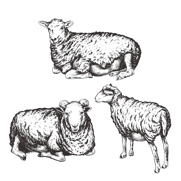 Illustrazione del vettore di pecora Impostare il disegno a mano dei montoni Schizzo di pecora