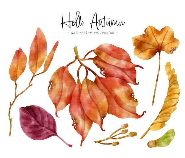 Illustrazione dell'acquerello colorato foglia d'autunno per elemento decorativo
