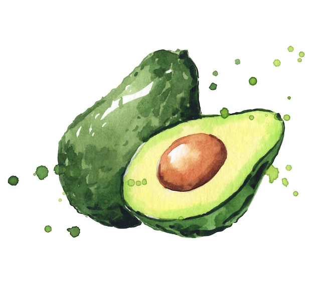 Illustrazione dell'acquerello dell'avocado