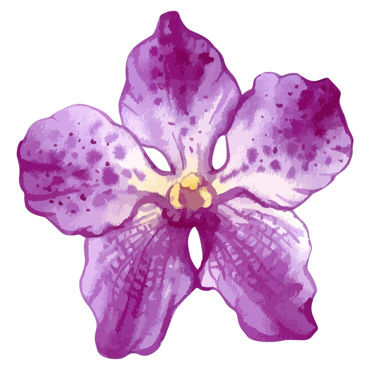 Illustrazione dell'acquerello di vettore del fiore di vanda dell'orchidea magenta