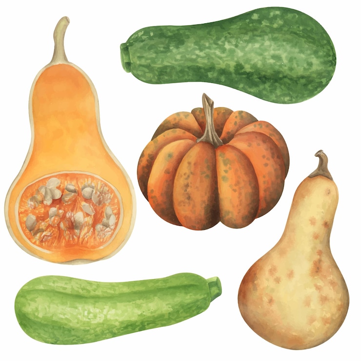 Vettore illustrazione dell'acquerello di zucchine e zucchine raccolta di clipart disegnate a mano per alimenti set di clipart di elementi botanici arte della cucina
