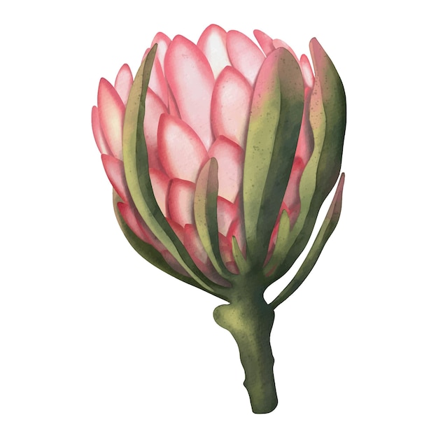 Illustrazione dell'acquerello disegnato a mano del fiore di protea rosa