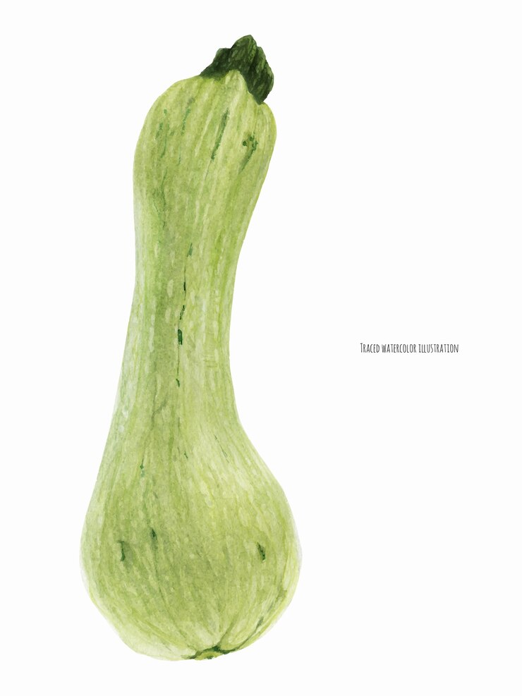 Vettore illustrazione dell'acquerello realistico botanico di piccole zucchine