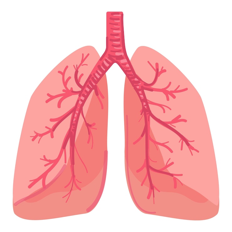 Vettore illustrazione dell'anatomia del sistema respiratorio umano