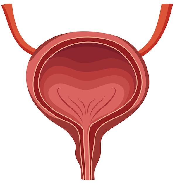 Illustrazione dell'anatomia umana della vescica vuota