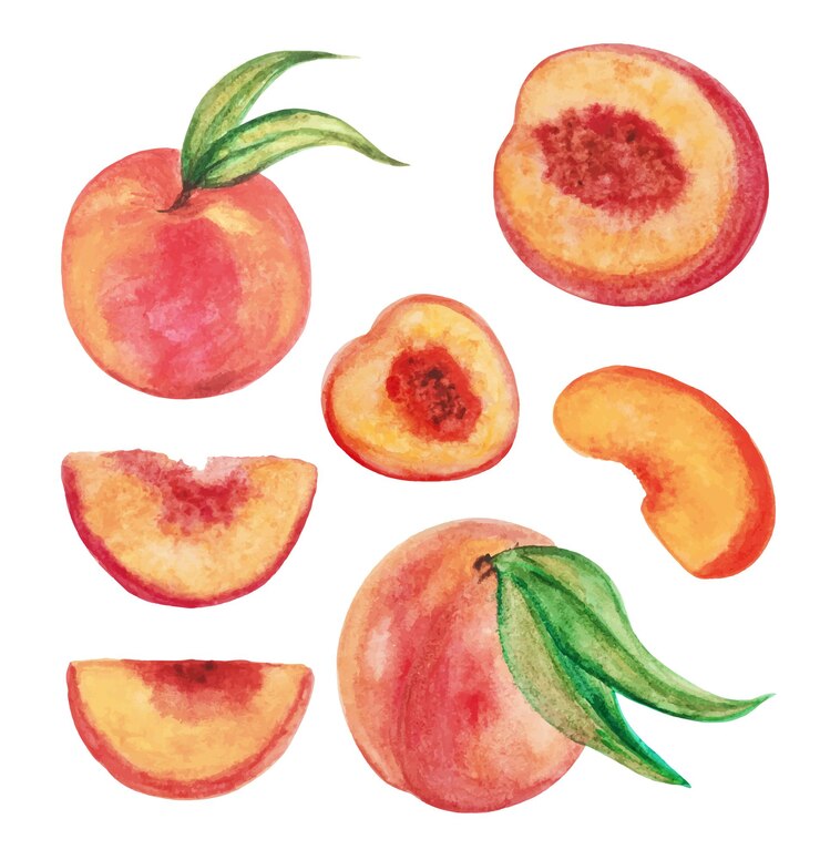 Vettore illustrazione dell'illustrazione della frutta delle pesche dell'acquerello di vettore