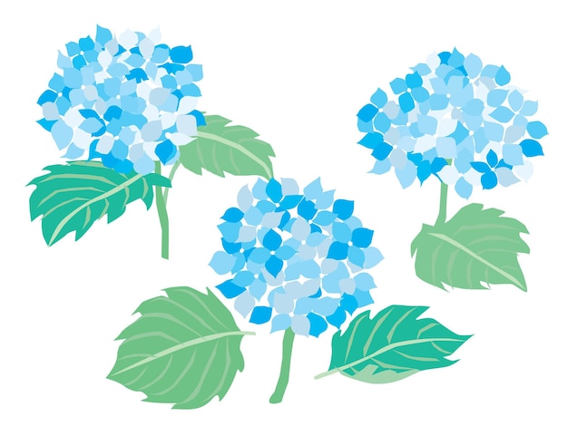 Illustrazione dell'ortensia blu