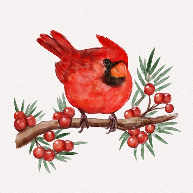 Illustrazione dell'uccello cardinale dell'acquerello