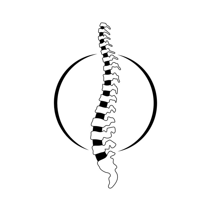 Illustrazione della colonna vertebrale umana di vettore