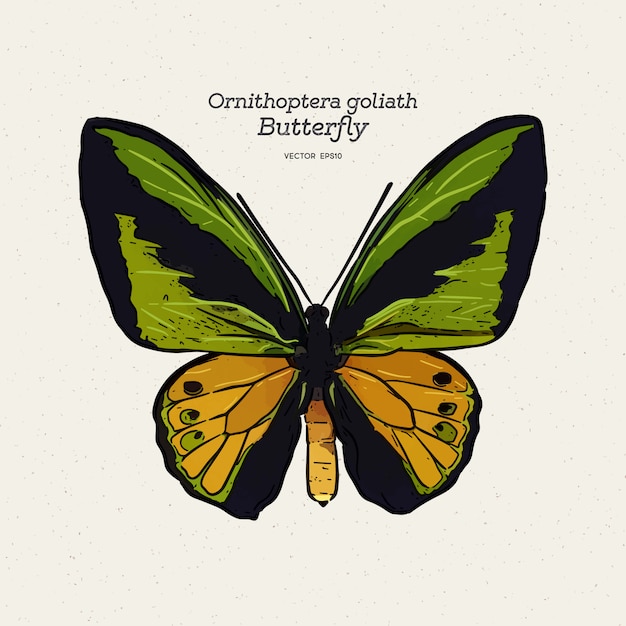 Illustrazione della farfalla di goliath di Ornithoptera