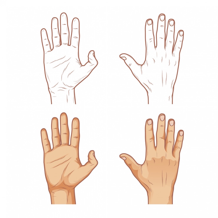 Vettore illustrazione della mano - anteriore e posteriore della mano