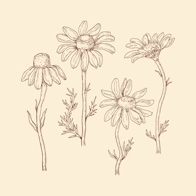 Illustrazione della margherita disegnata a mano