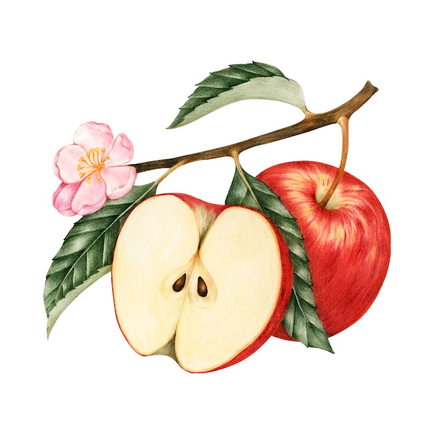 Illustrazione della mela rossa