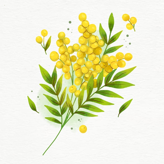 Illustrazione della mimosa dell'acquerello