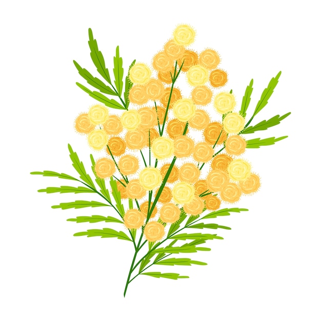 Illustrazione della mimosa di design piatto disegnato a mano